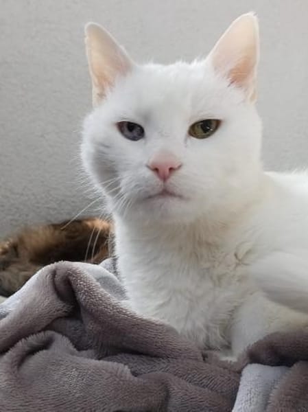 Verschmuster Kater sucht zu Hause