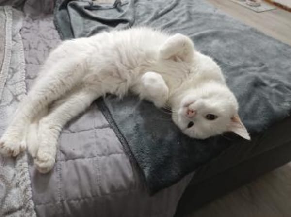 Verschmuster Kater sucht zu Hause