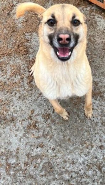 ❤ Liebe Daisy sucht ihre Couch❤