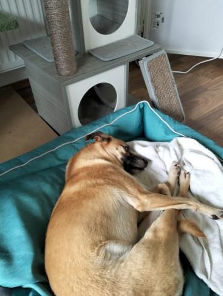 ❤ Liebe Daisy sucht ihre Couch❤