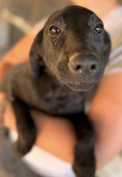 Welpe Caspar unser feiner Kerl