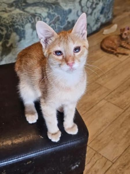 Zuckerschnute Cinnamone