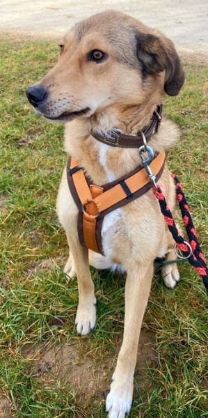 Die hübsche Meli sucht Ihre Menschen!