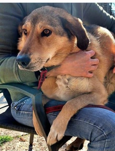 Die hübsche Meli sucht Ihre Menschen!