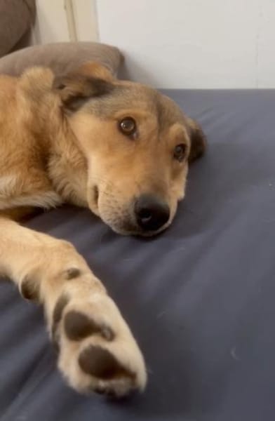 Die hübsche Meli sucht Ihre Menschen!