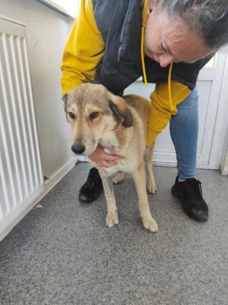 Die hübsche Meli sucht Ihre Menschen!