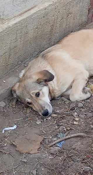 Die hübsche Meli sucht Ihre Menschen!