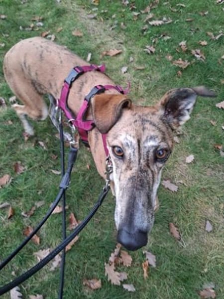 Fresa, ruhig und aufgeschlossen