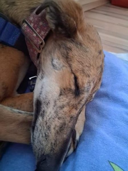 Fresa, ruhig und aufgeschlossen