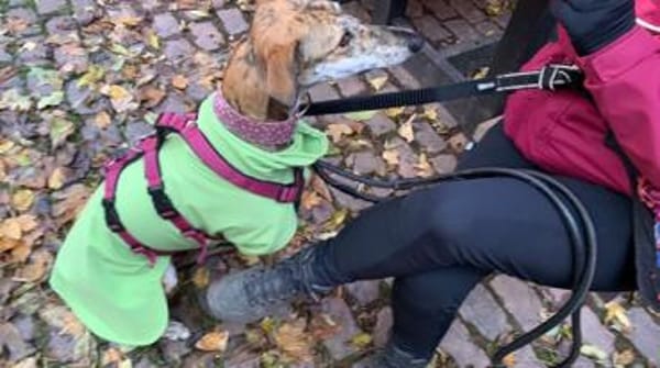 Fresa, ruhig und aufgeschlossen