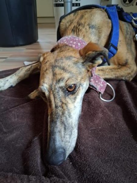 Fresa, ruhig und aufgeschlossen