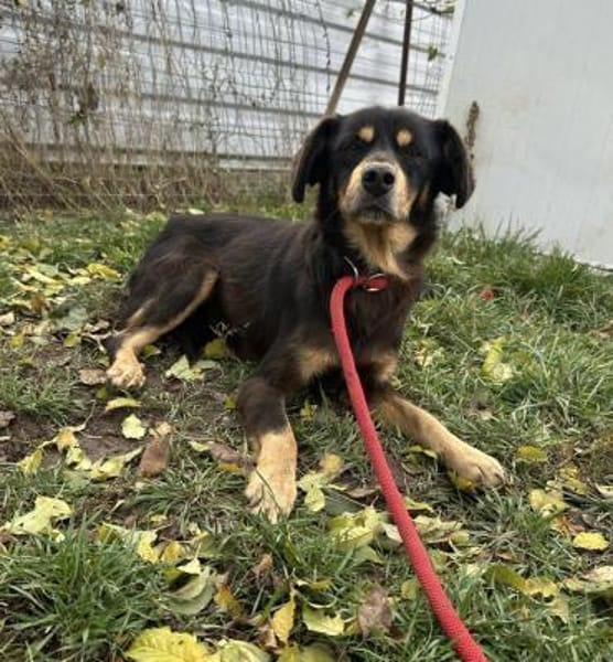 Tabaluga - unser kleiner Sonnenschein