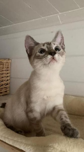 Wer gibt uns ein Zuhause?