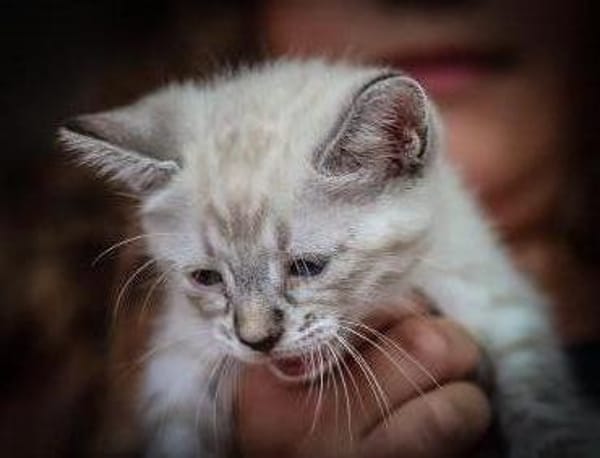 Wer gibt uns ein Zuhause?