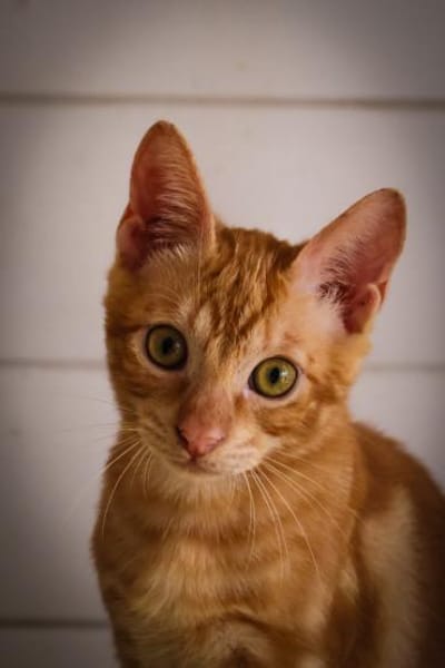 Wer gibt uns ein Zuhause?