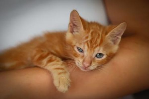 Wer gibt uns ein Zuhause?