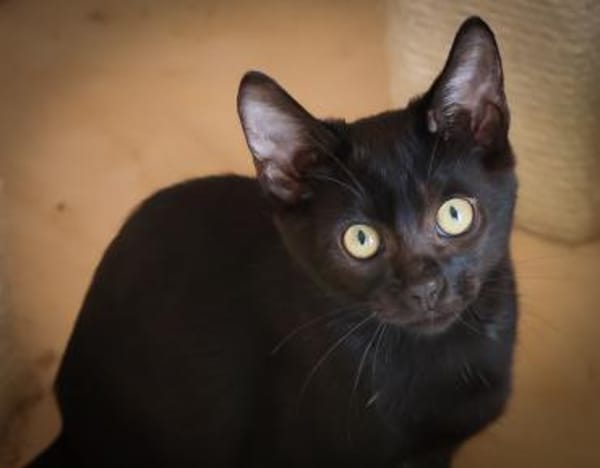 Wer gibt uns ein Zuhause?