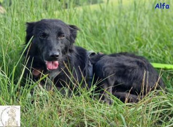 Alfa  der süße Fratz