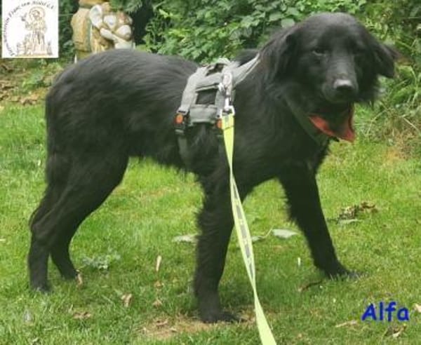 Alfa  der süße Fratz