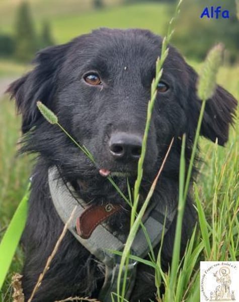 Alfa  der süße Fratz