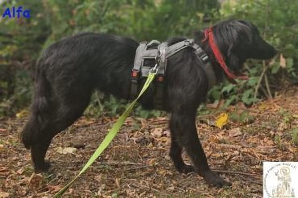 Alfa  der süße Fratz