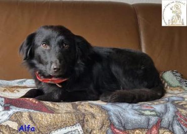 Alfa  der süße Fratz