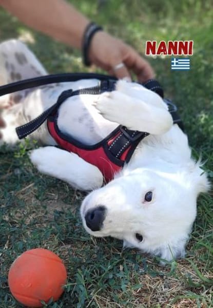 Nanni - lebhaft und verspielt