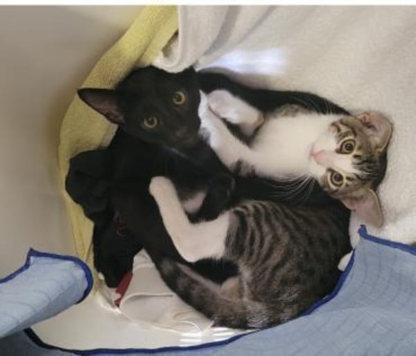 Tom und Jerry - diese beiden ....