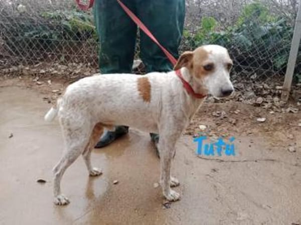 Tutú - souverän und lernwillig