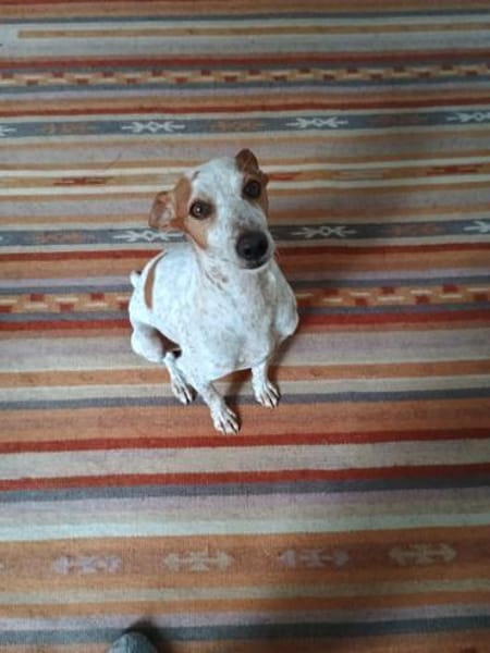 Tutú - souverän und lernwillig