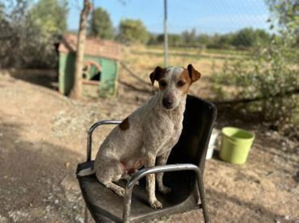 Tutú - souverän und lernwillig