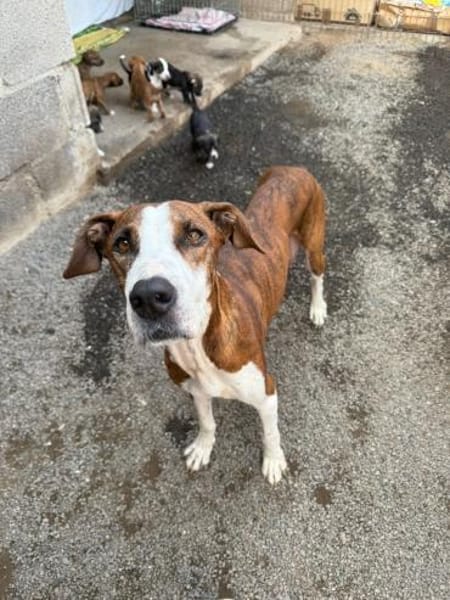 Mama Kira und ihre 10 Babys