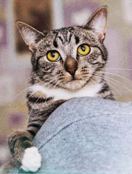 Grosses Menschen-Herz gesucht!