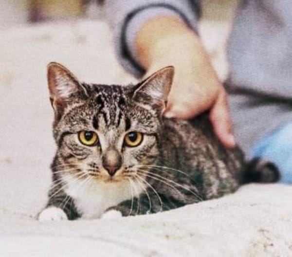 Grosses Menschen-Herz gesucht!