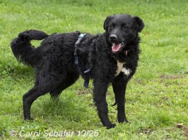 Billie ist ein Energiebündel