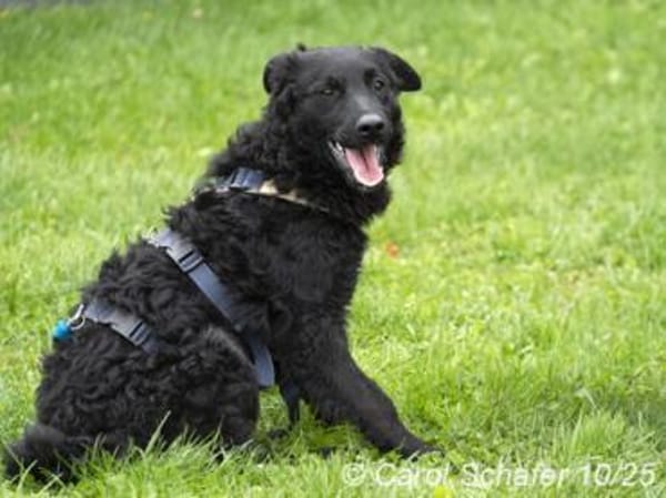 Billie ist ein Energiebündel