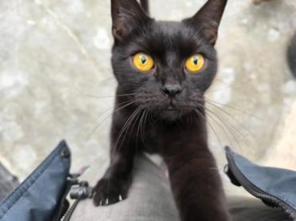 Joron - Verschmuster Prachtpanther