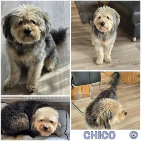 CHICO -sucht konsequente Menschen-