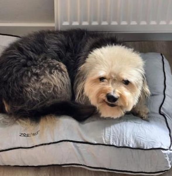 CHICO -sucht konsequente Menschen-