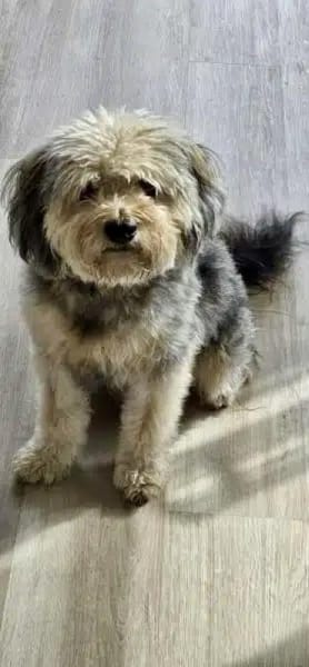 CHICO -sucht konsequente Menschen-