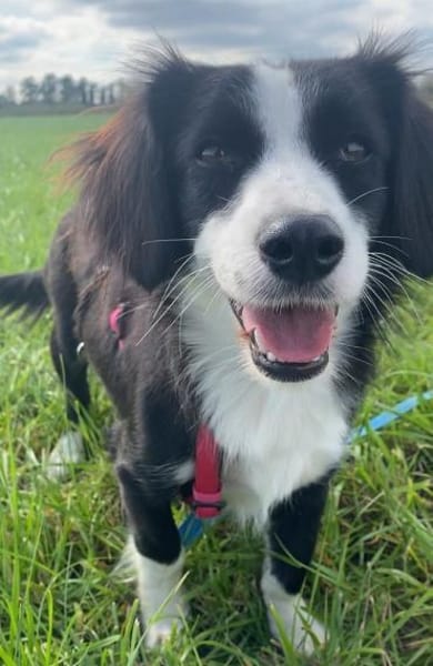 Kleine Käthe sucht sportliches Zuhause