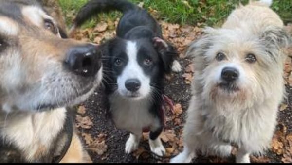 Kleine Käthe sucht sportliches Zuhause