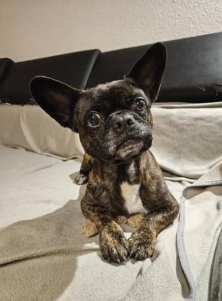 ❤Batman...sucht sein Glück...🍀