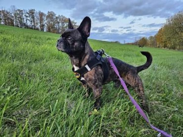 ❤Batman...sucht sein Glück...🍀