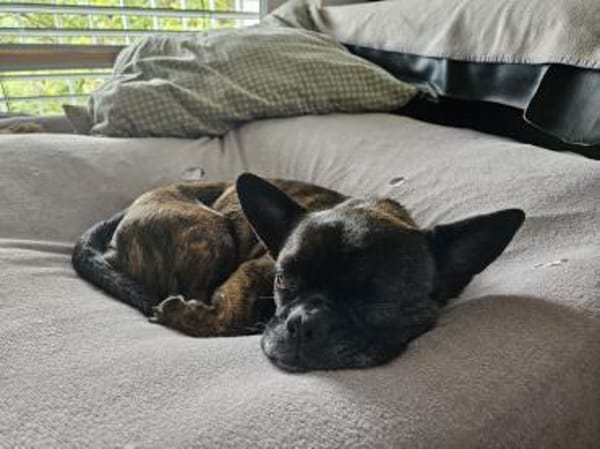 ❤Batman...sucht sein Glück...🍀