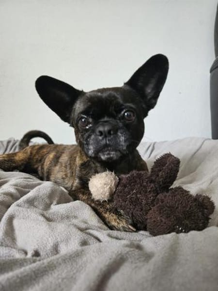 ❤Batman...sucht sein Glück...🍀