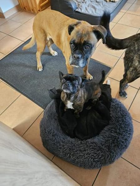 ❤Batman...sucht sein Glück...🍀