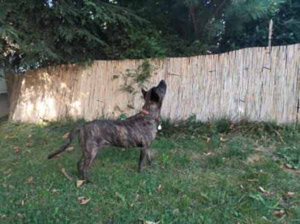 GRETA -Sonnenschein mit viel Charme-