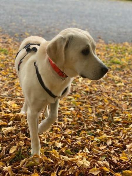 Mia - verschmust und kuschelbedürftig