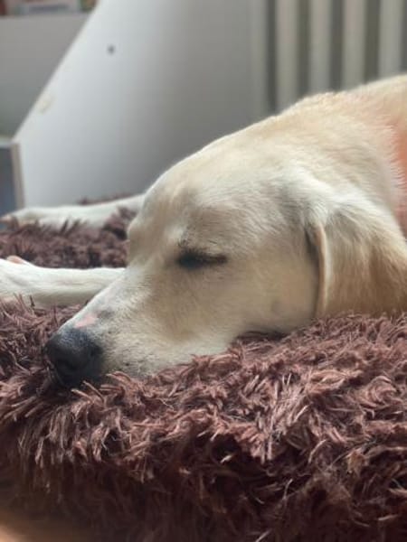 Mia - verschmust und kuschelbedürftig